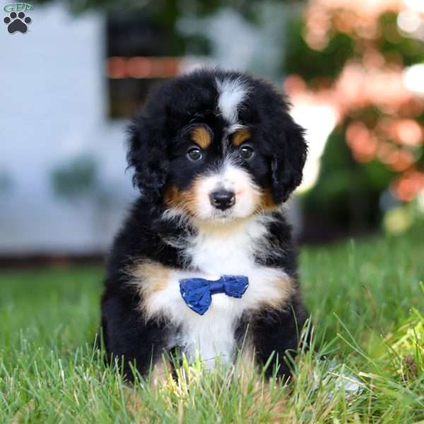 Rusty, Mini Bernedoodle Puppy